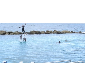 Animal cruelty can look a lot like fun. Riding dolphins.