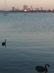 Perth with real live Black Swans!